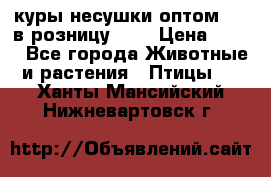 куры несушки.оптом 170 в розницу 200 › Цена ­ 200 - Все города Животные и растения » Птицы   . Ханты-Мансийский,Нижневартовск г.